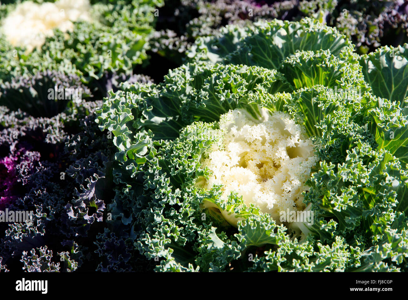 Korean Lettuce in garden Stock Photo Alamy