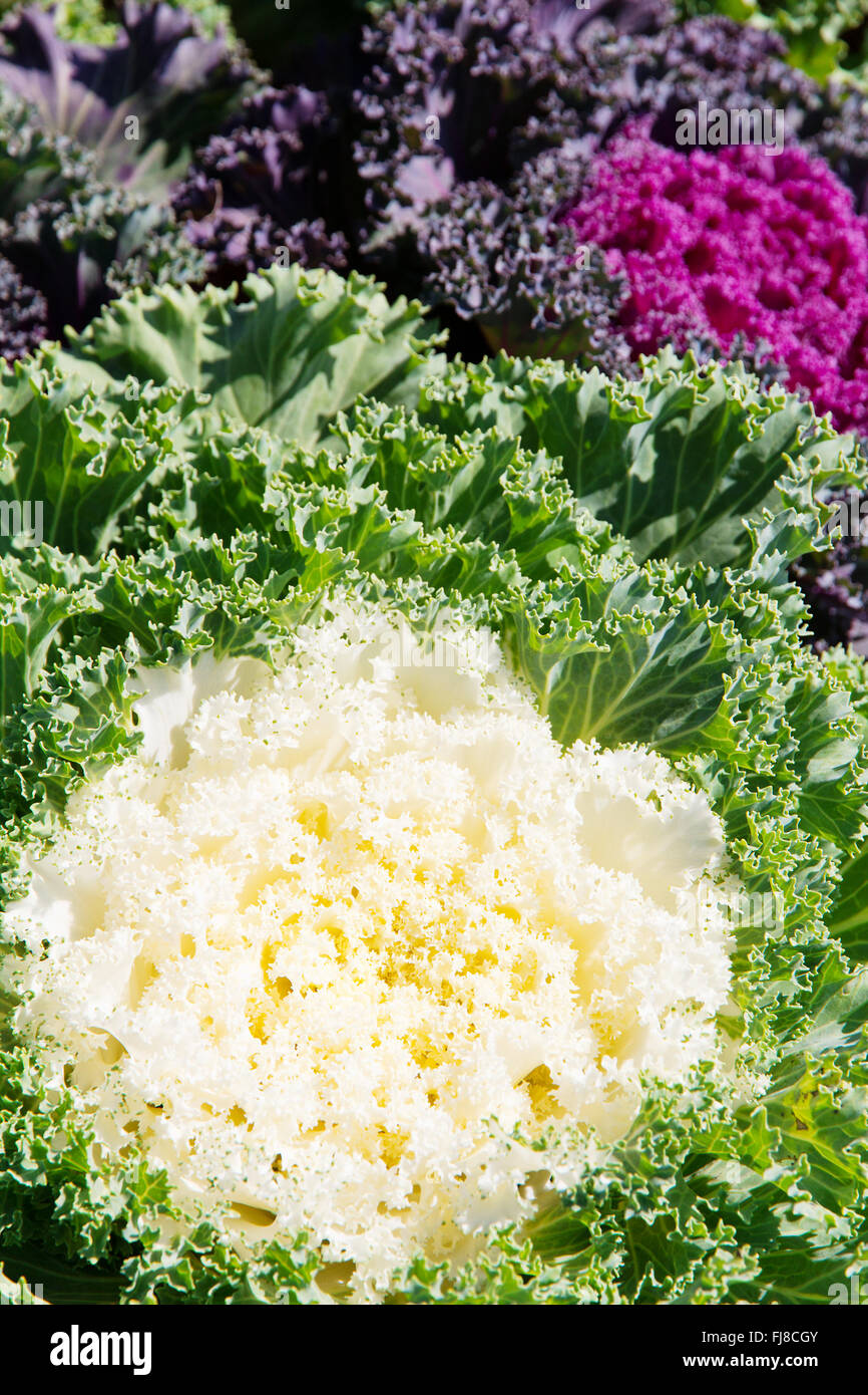 Korean Lettuce in garden Stock Photo Alamy