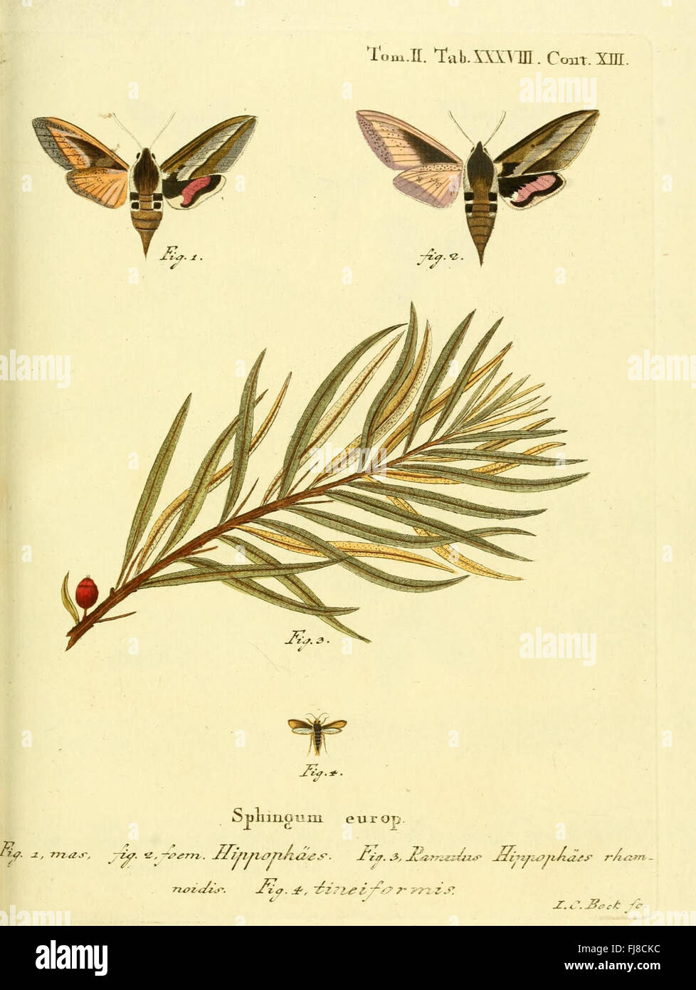 Organic Insect Form Detailed study of various forms of hi-res stock photography and images ...