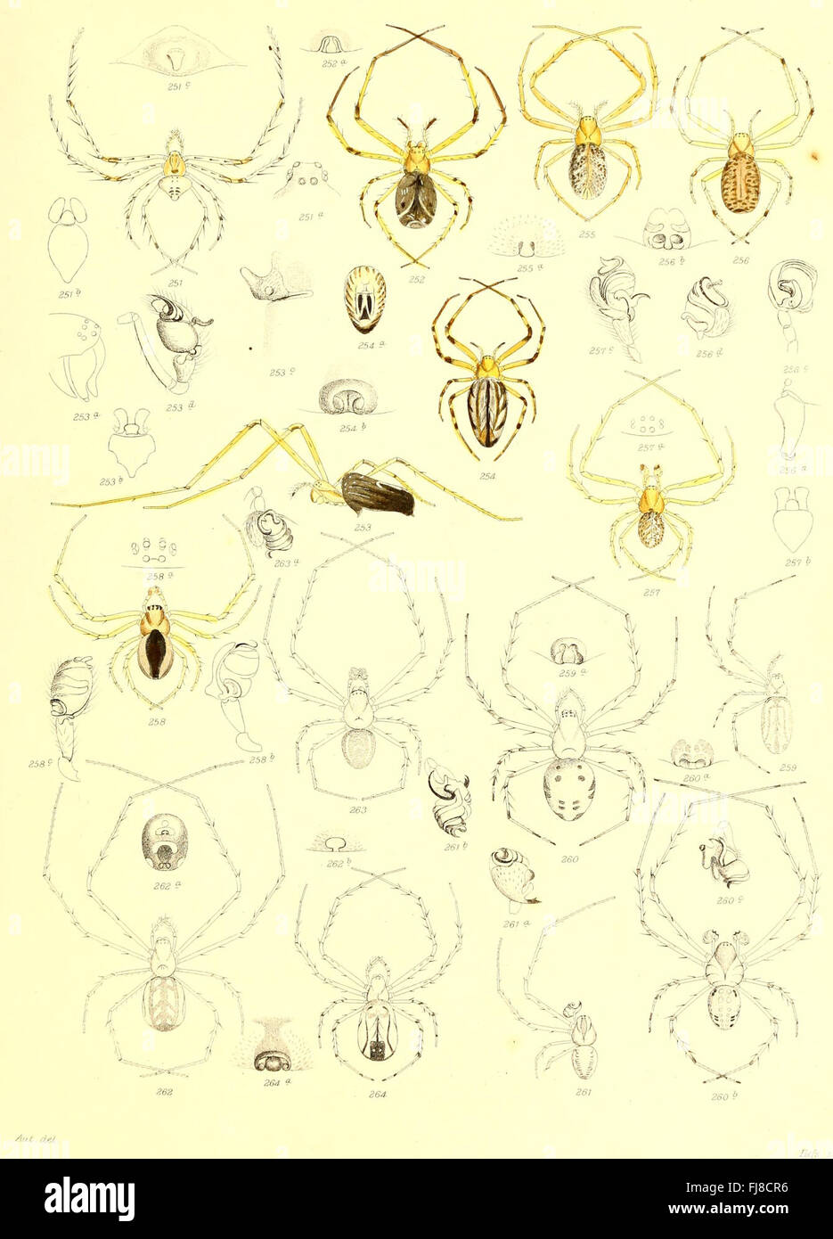 Insect Study Spider The Spiders of America, Comprehensive Study and Illustrations, 1880 ...