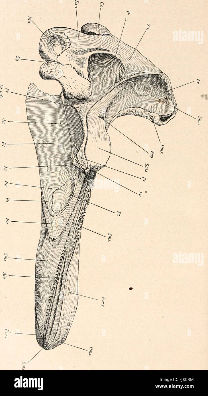 A 1919 work focusing on the classification of vertebrate species ...