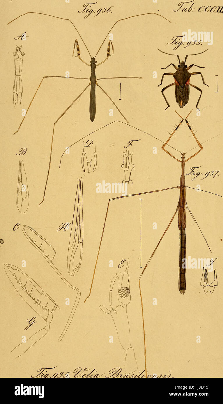 Depicted Insect An accurate representation of hemipteran insects, depicted and ...