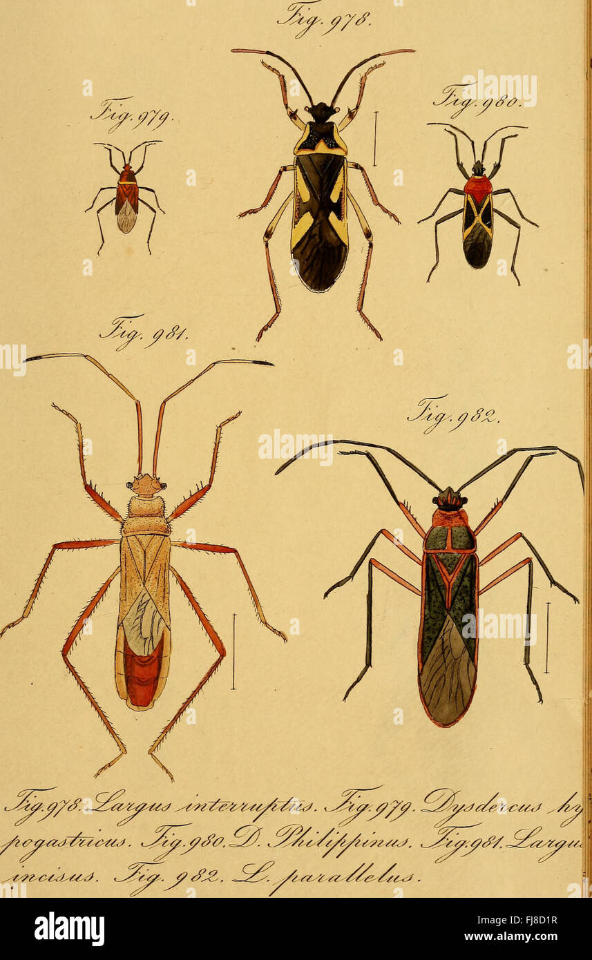A detailed 1831 entomological study on hemipteran insects, featuring ...