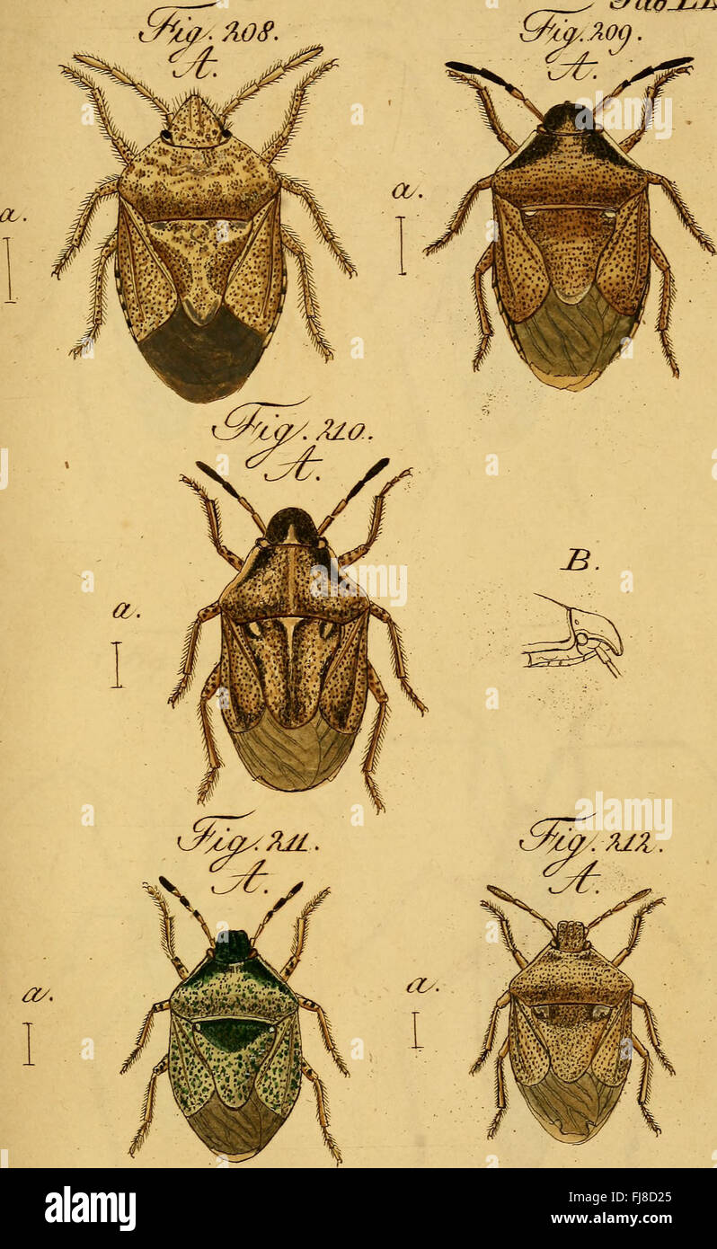 An entomological work from 1831 featuring accurate depictions and ...