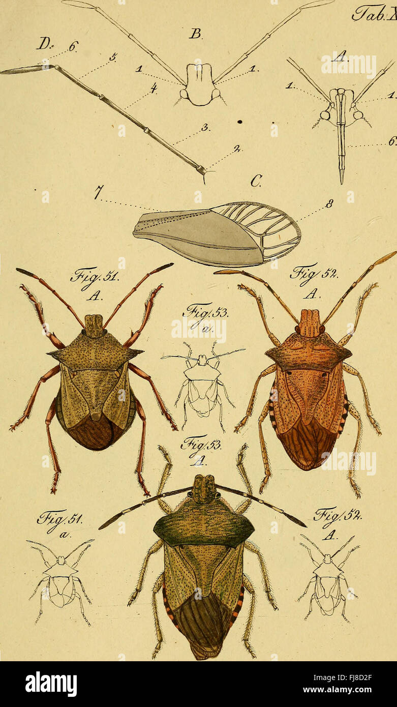 A detailed depiction of Hemiptera (true bugs), showcasing their natural ...
