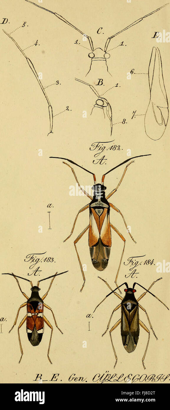 An 1831 work on the true bugs (Hemiptera), providing accurate natural ...