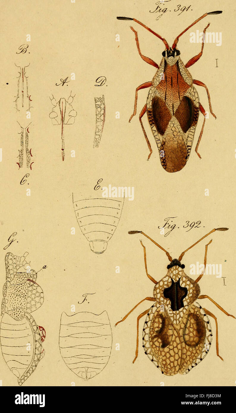 An 1831 work detailing the true-to-nature illustrations and ...