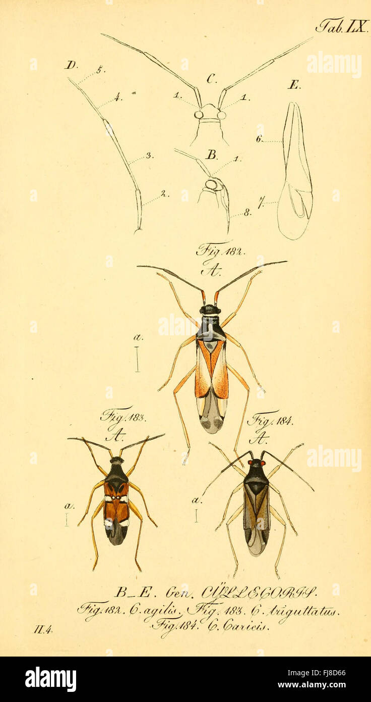 Entomological species catalog hires stock photography and images Alamy