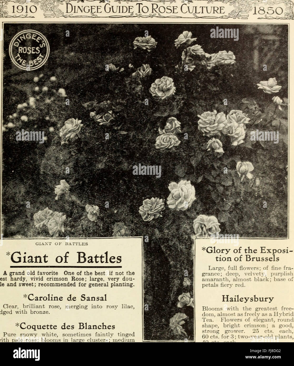 Dingee guide to rose culture - 1850 1910 (1910) Stock Photo