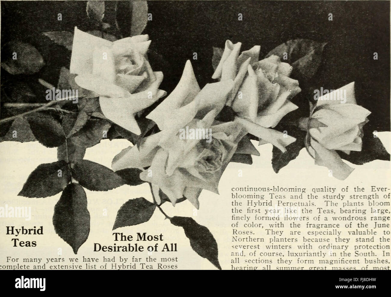 A Comprehensive Guide To The Care Cultivation And History Of Roses A Comprehensive Guide To The Care Cultivation And History Of Roses