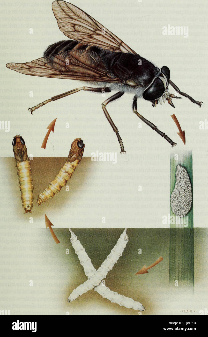Diplan Insect A study on biting dipteran insects in Canada, focusing on species that ...