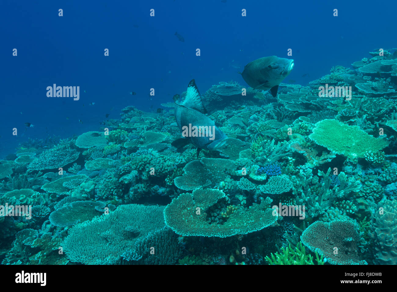 Giant Sweetlips (Plectorhinchus albovittatus) in very rich expansive acropora table coral field at the outer edge of the Great Barrier Reef with great visibility. Stock Photo
