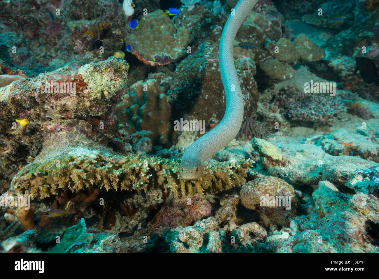 Olive sea snake or the golden sea snake  (Aipysurus laevis) in the GBR. It is a venomous sea snake species found in the Indo-Pac Stock Photo