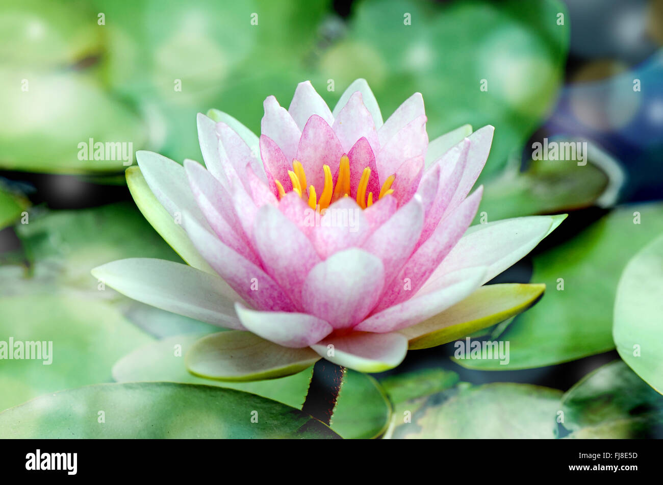 Pink Hardy water-lily (Nymphaea sp. and hybrid) blossom in the morning light. Stock Photo