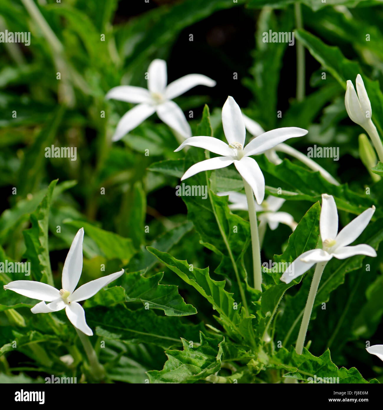Star of Bethlehem, Hippobroma longiflora (L.) G.Don. Thai traditional herbal medicine. Stock Photo