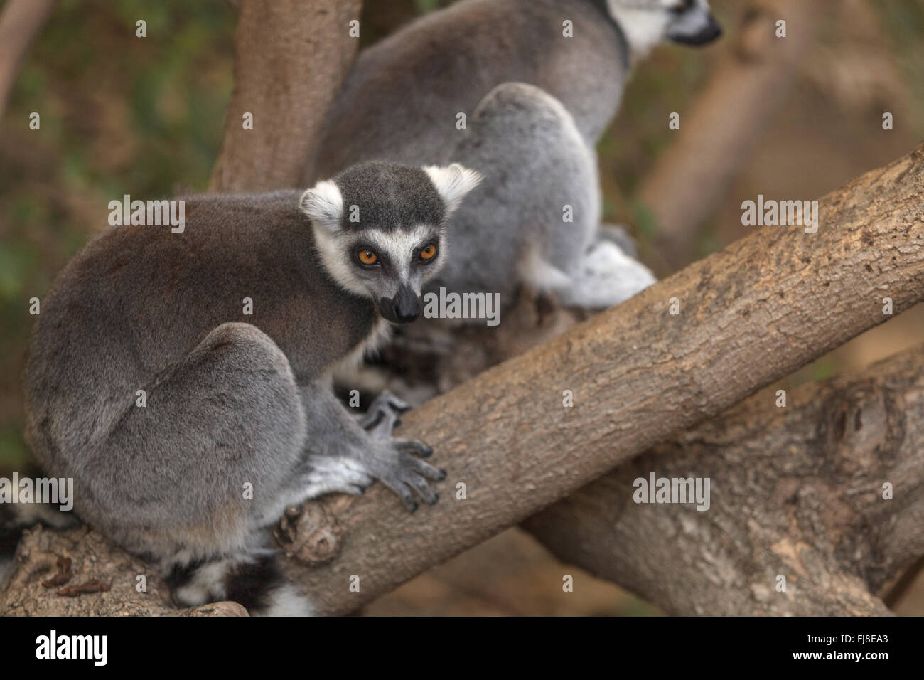 Lemur, Lemuroidea, is endemic to in Madagascar and can be found ...