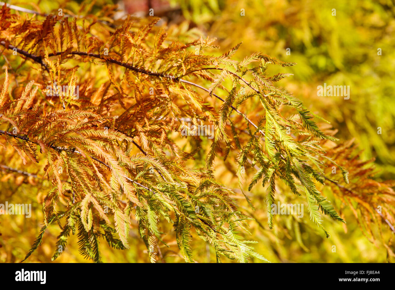 colorful autumn Bald Cypress tree Stock Photo - Alamy