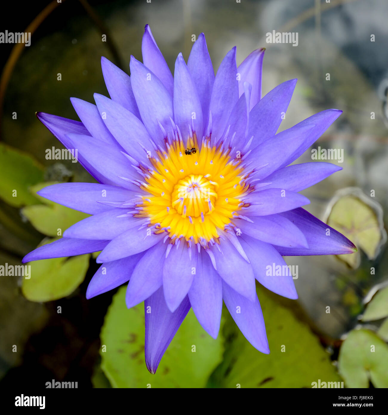 Day – Blooming Tropical Waterlily Blossom in the Morning Light. Stock Photo