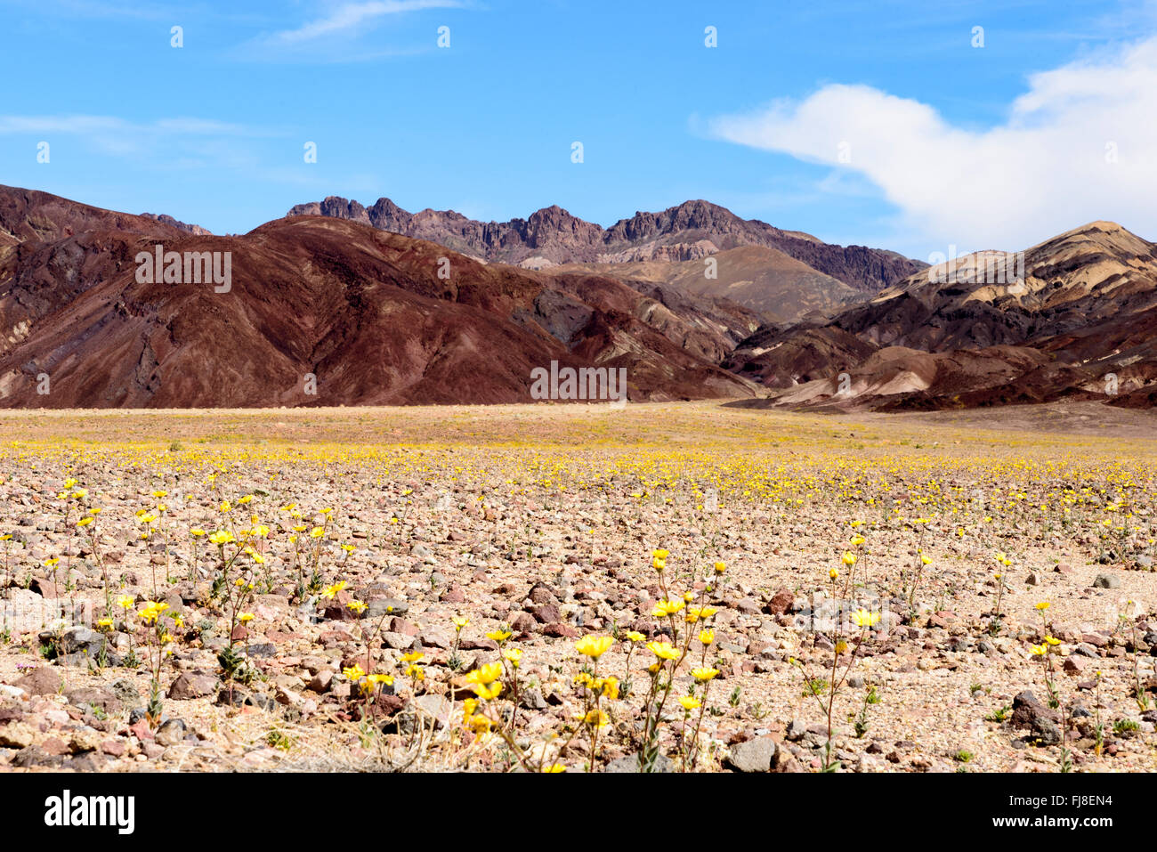 Desert wildflowers growing is a super bloom season. Death Valley National Park Stock Photo Alamy