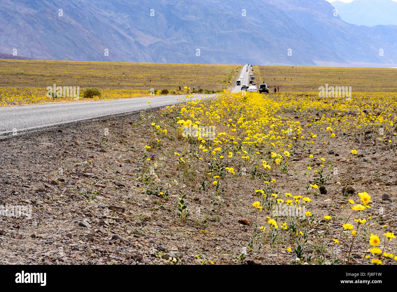 Yellow roadside wildflowers hi-res stock photography and images - Alamy