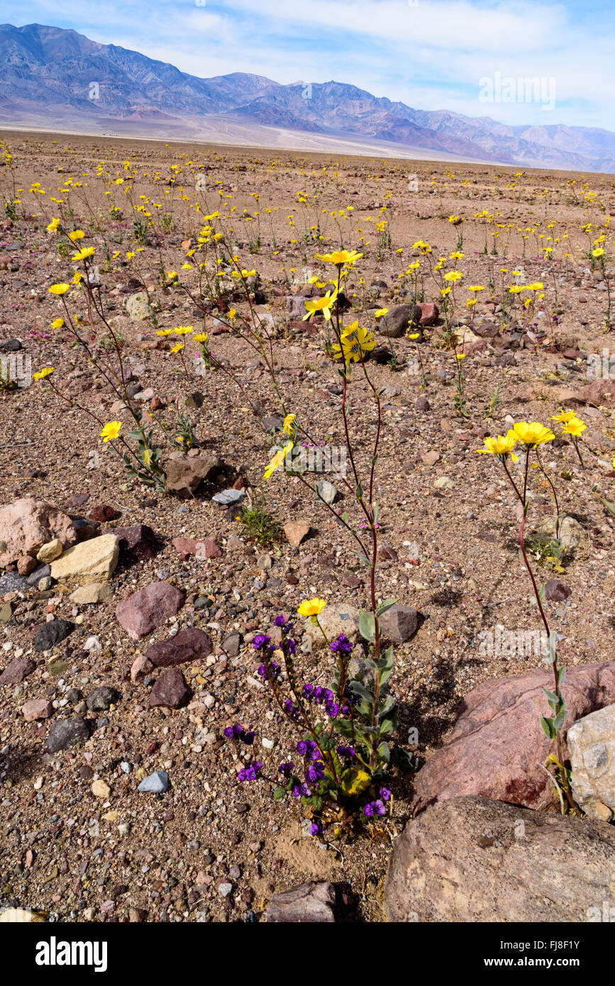 Yellow and purple wildflowers growing in desert under blue sky with white clouds. Rocky soil