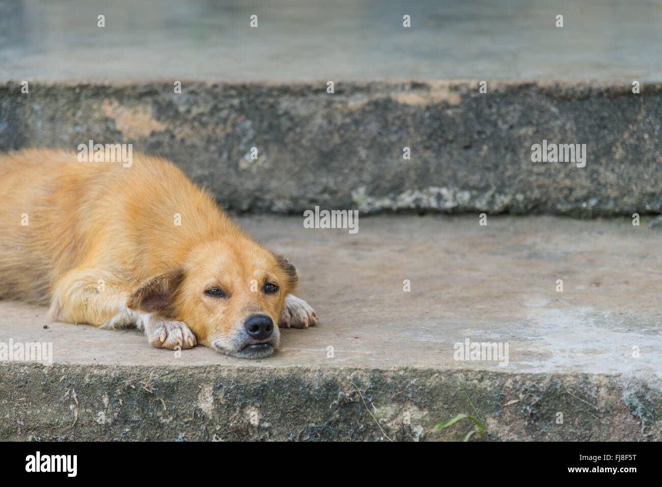Lonely dog sleep on concrete floor 2 Stock Photo Alamy