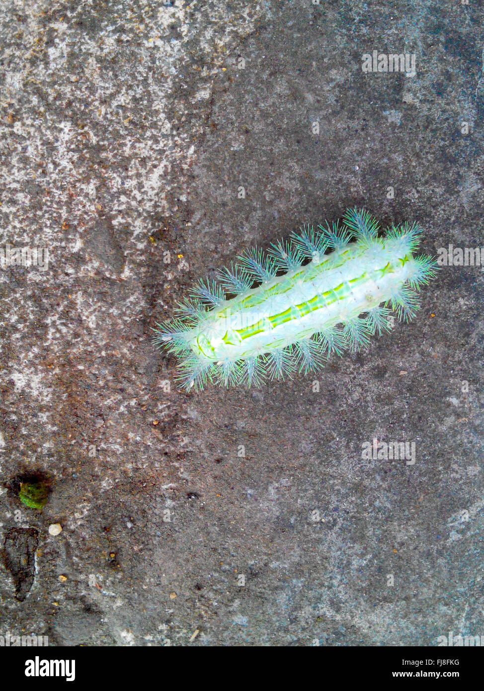 A Bright Green Caterpillar in 拉拉山 Park Stock Photo