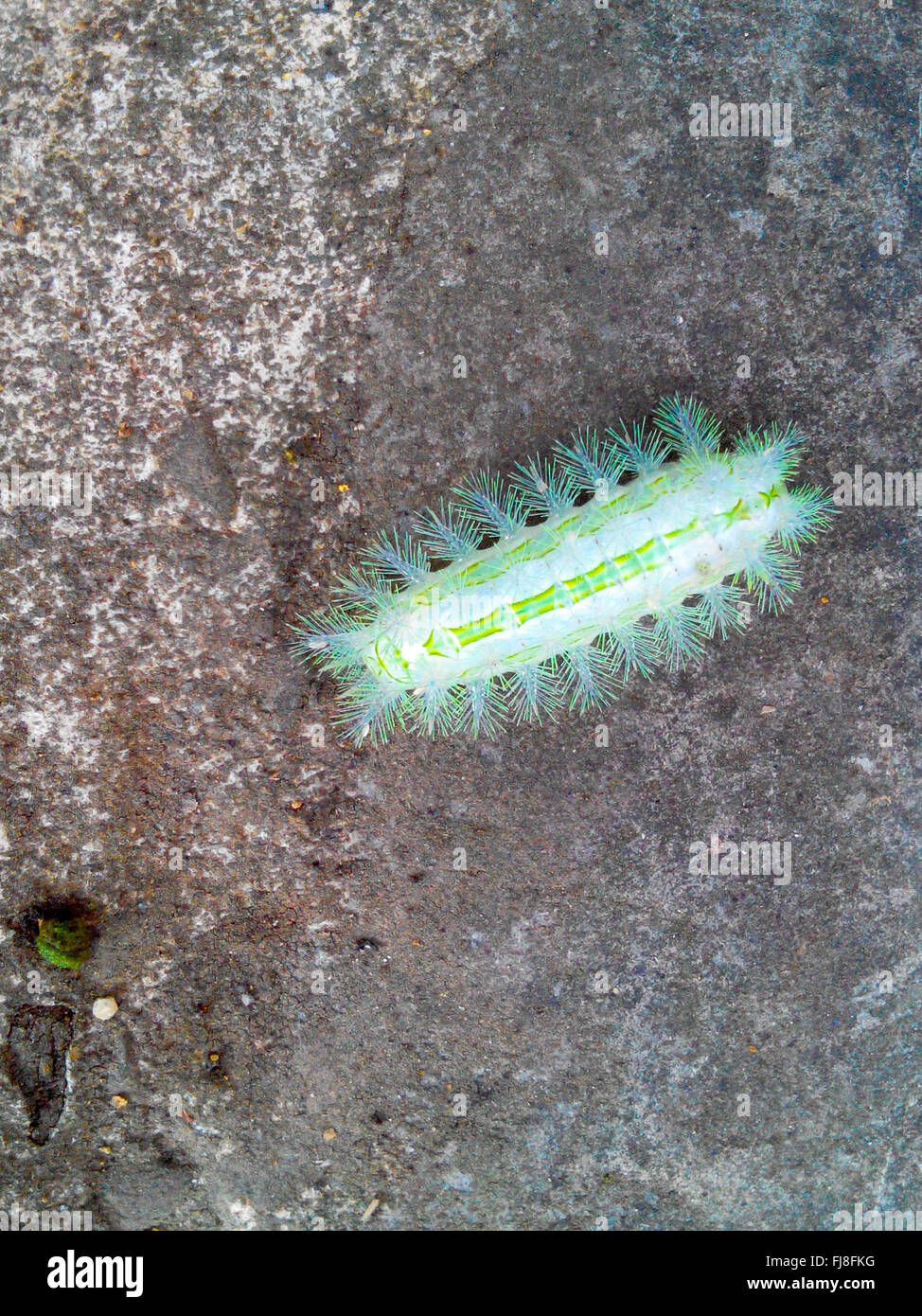 A Bright Green Caterpillar in 拉拉山 Park Stock Photo - Alamy