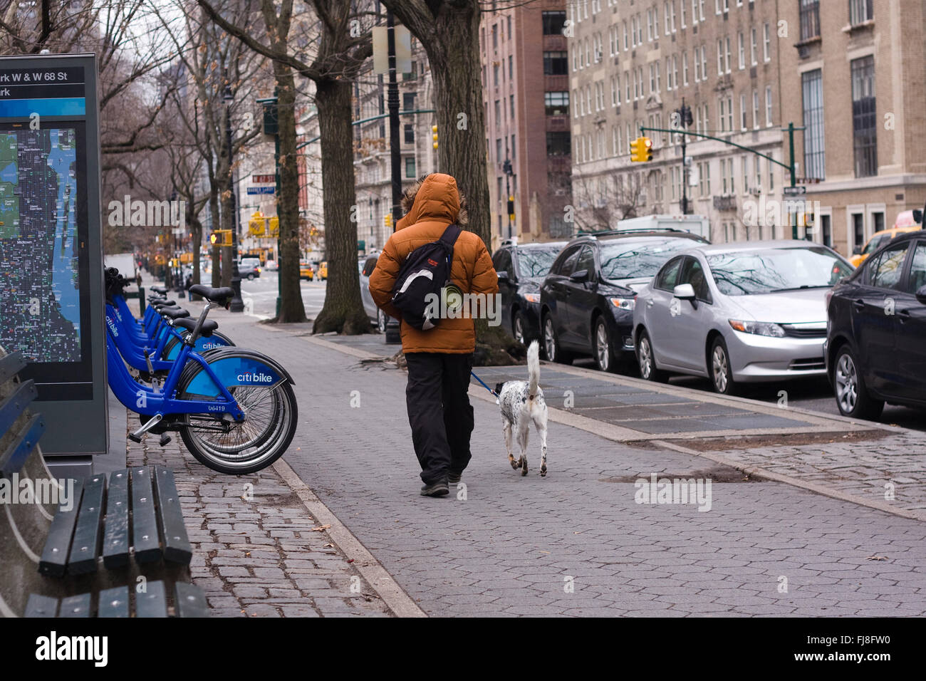A man on the sidewalk wearing a Winter jacket walks a white spotted dog on a leash in the Upper West Side of Manhattan in NYC Stock Photo