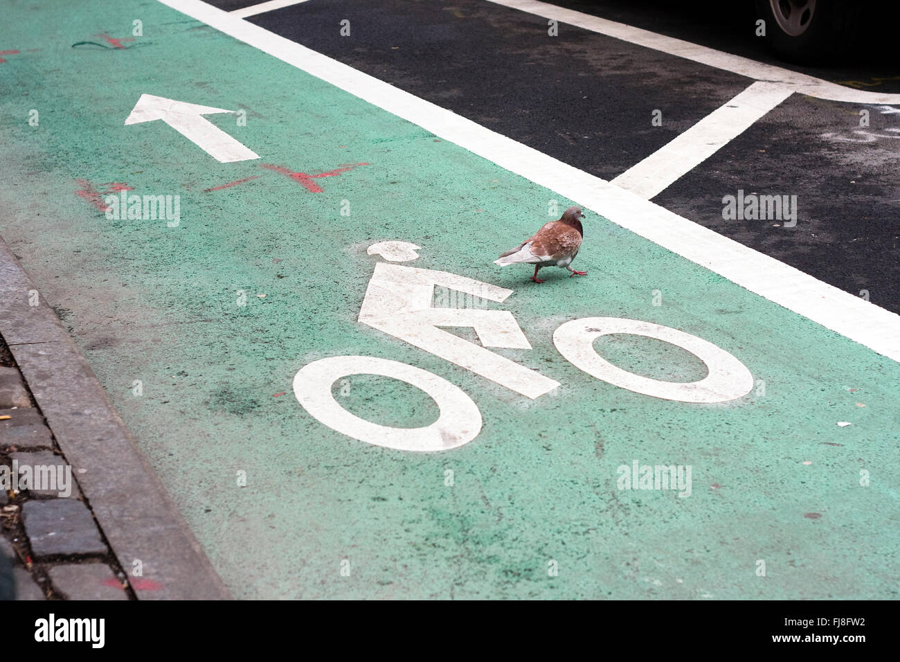 Green paint on road designating a dedicated bike lane with a bike rider symbol and arrow painted in white on ground with pigeon Stock Photo