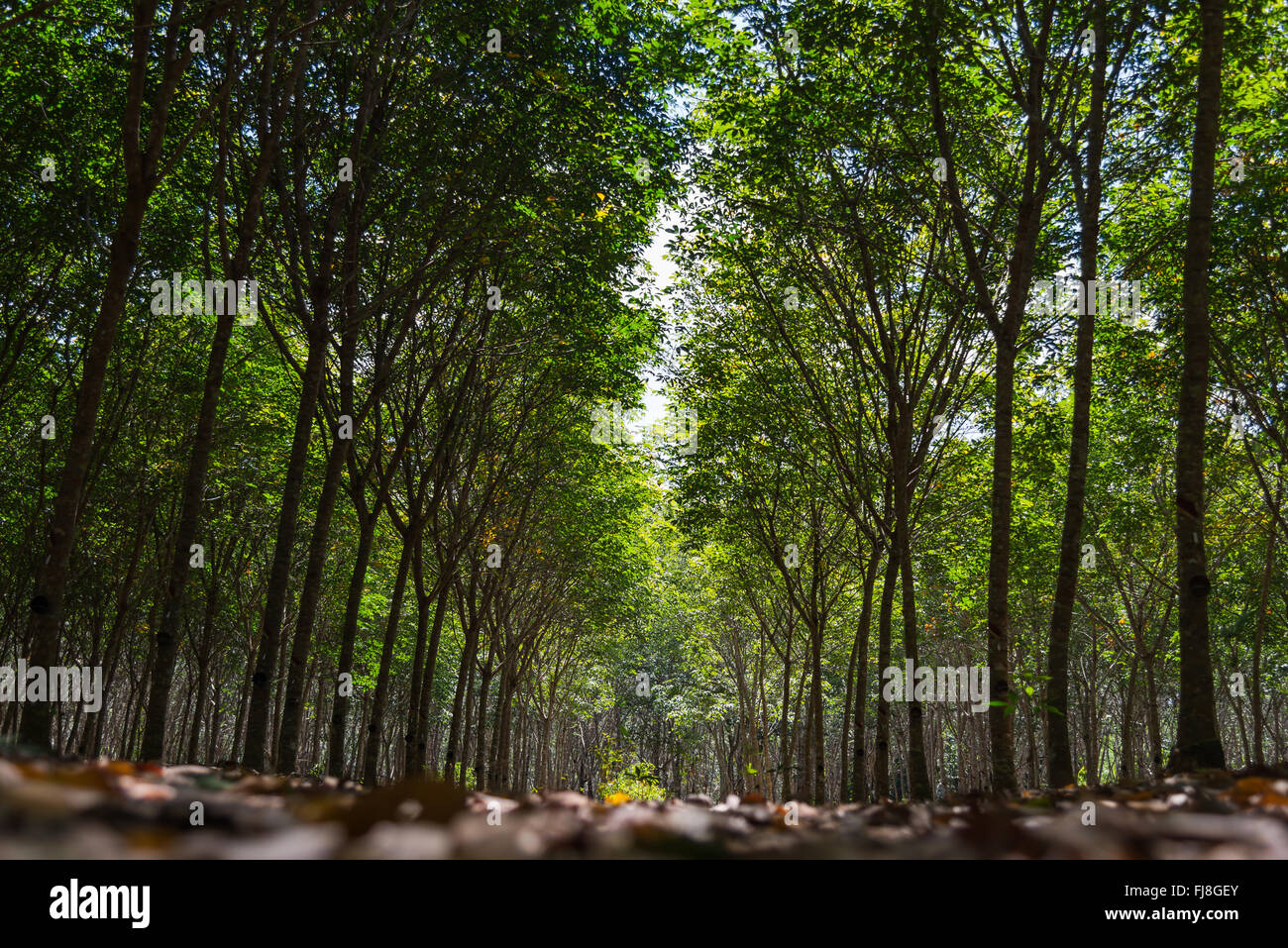 Rubber trees in the row for rubber tree farm in Thailand 2 Stock Photo ...