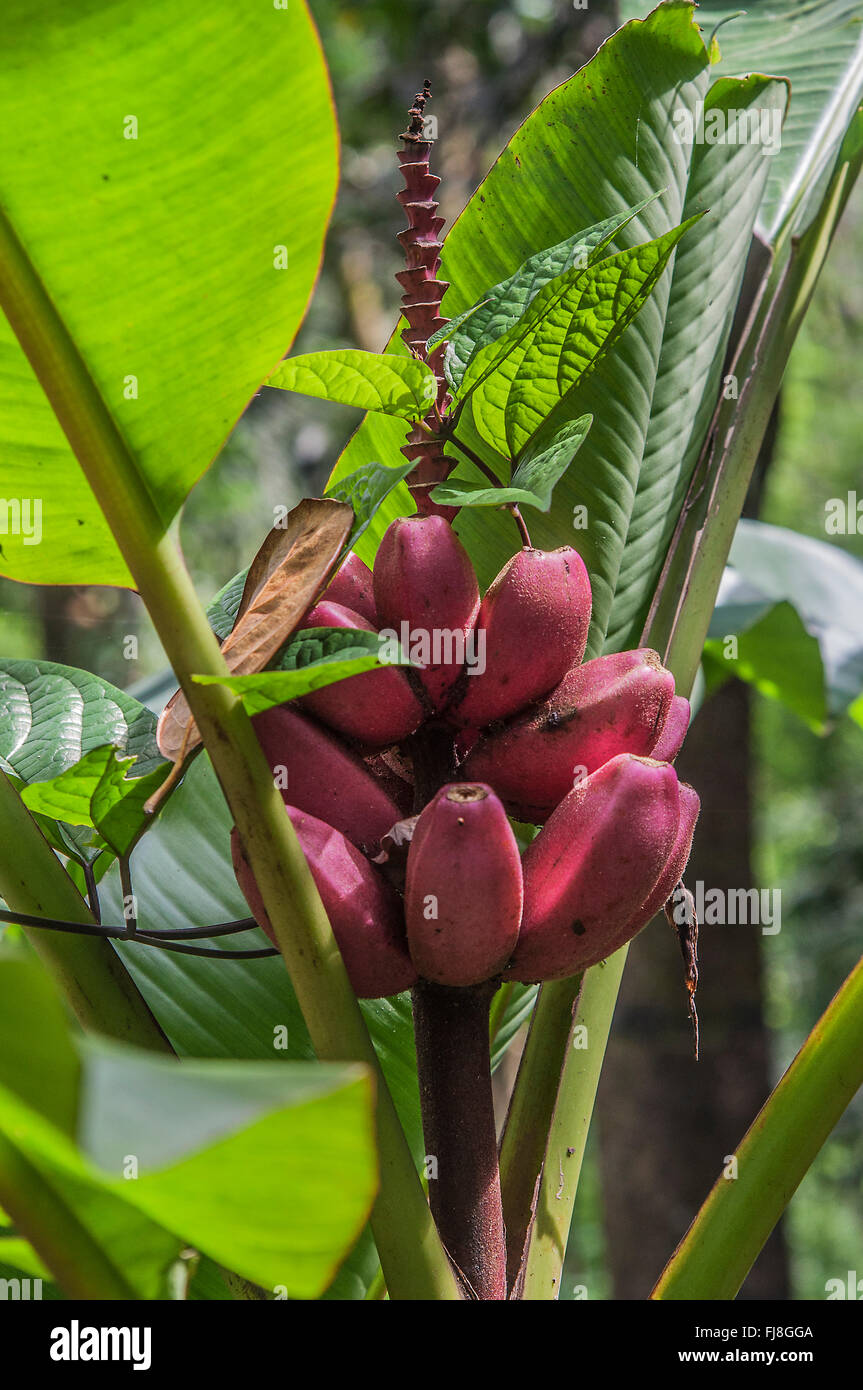 Red banana tree hi-res stock photography and images - Alamy