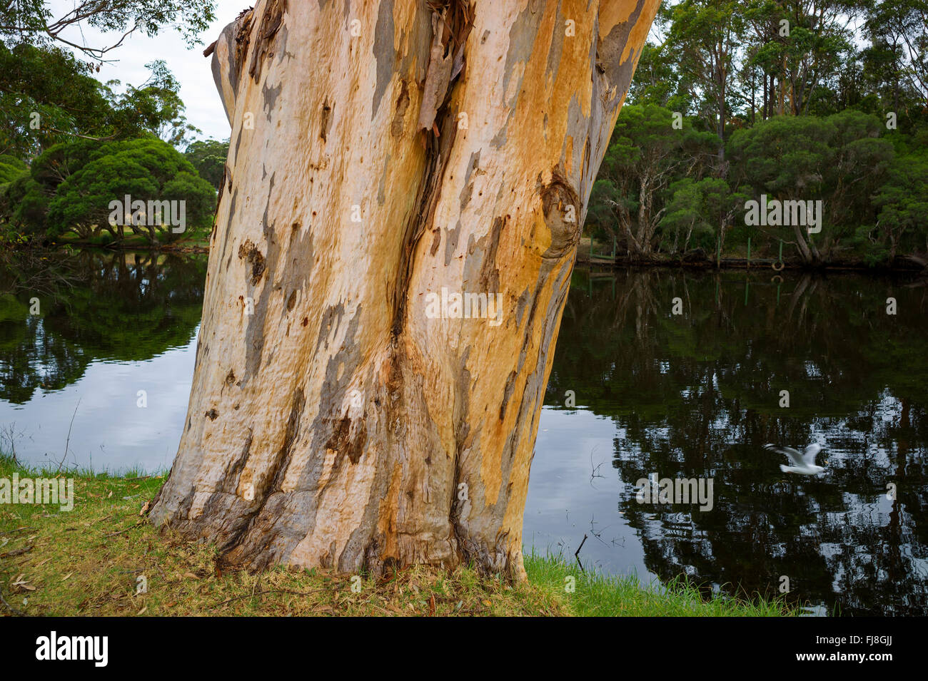 Denmark river western Australia tourist spot. Stock Photo