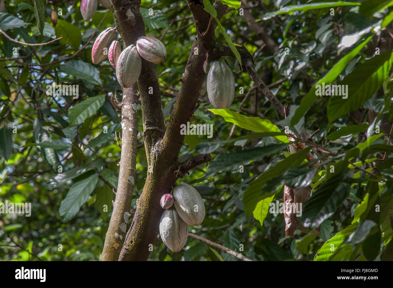 Cocoa pods tree, kochi, kerala, india, asia Stock Photo