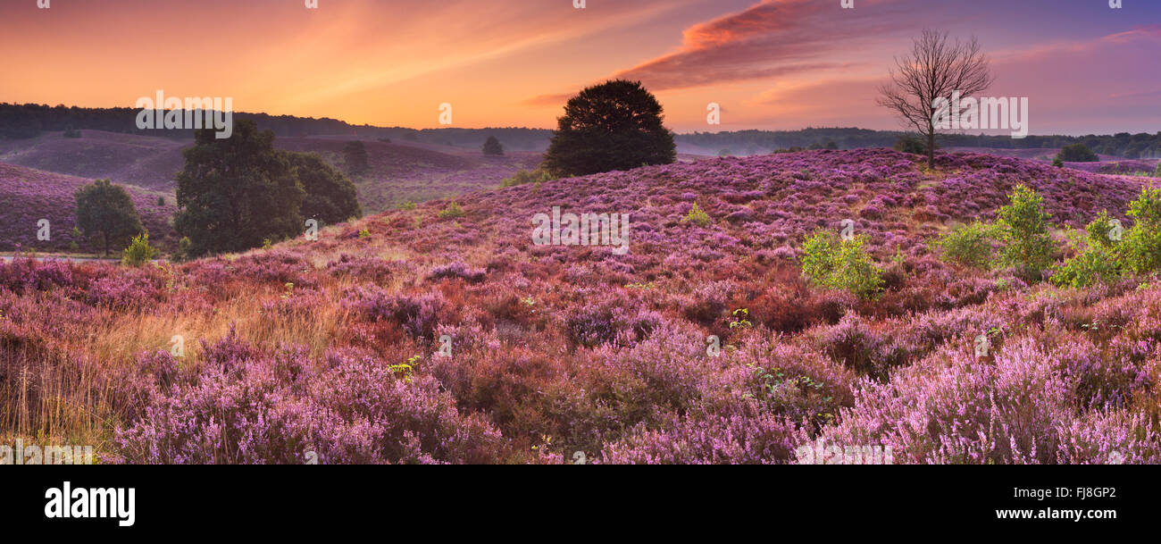 Endless hills with blooming heather at dawn. Photographed at the Posbank in The Netherlands. Stock Photo