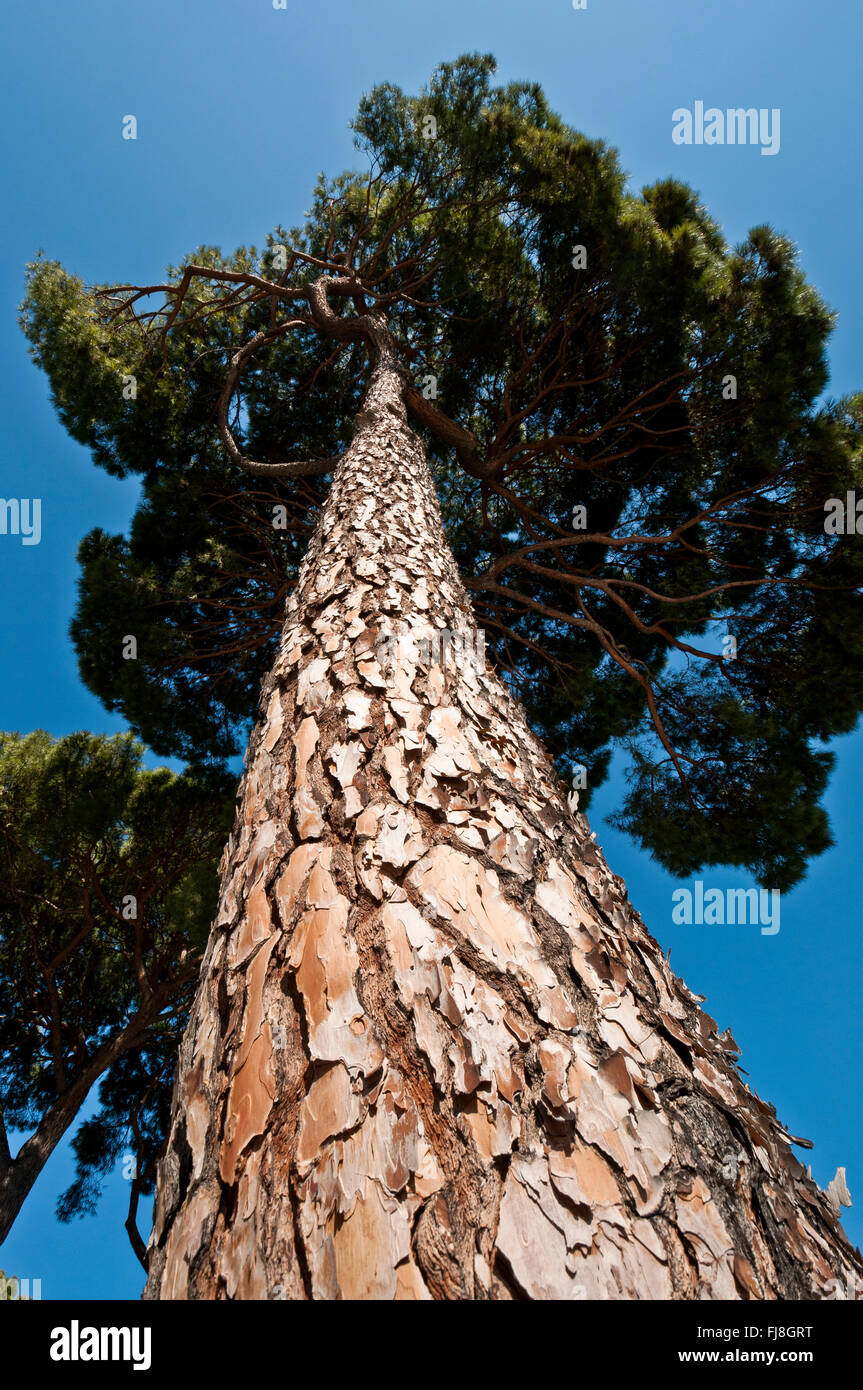 Trunk and branches of Stone Pine (Pinus pinea). It is native to the