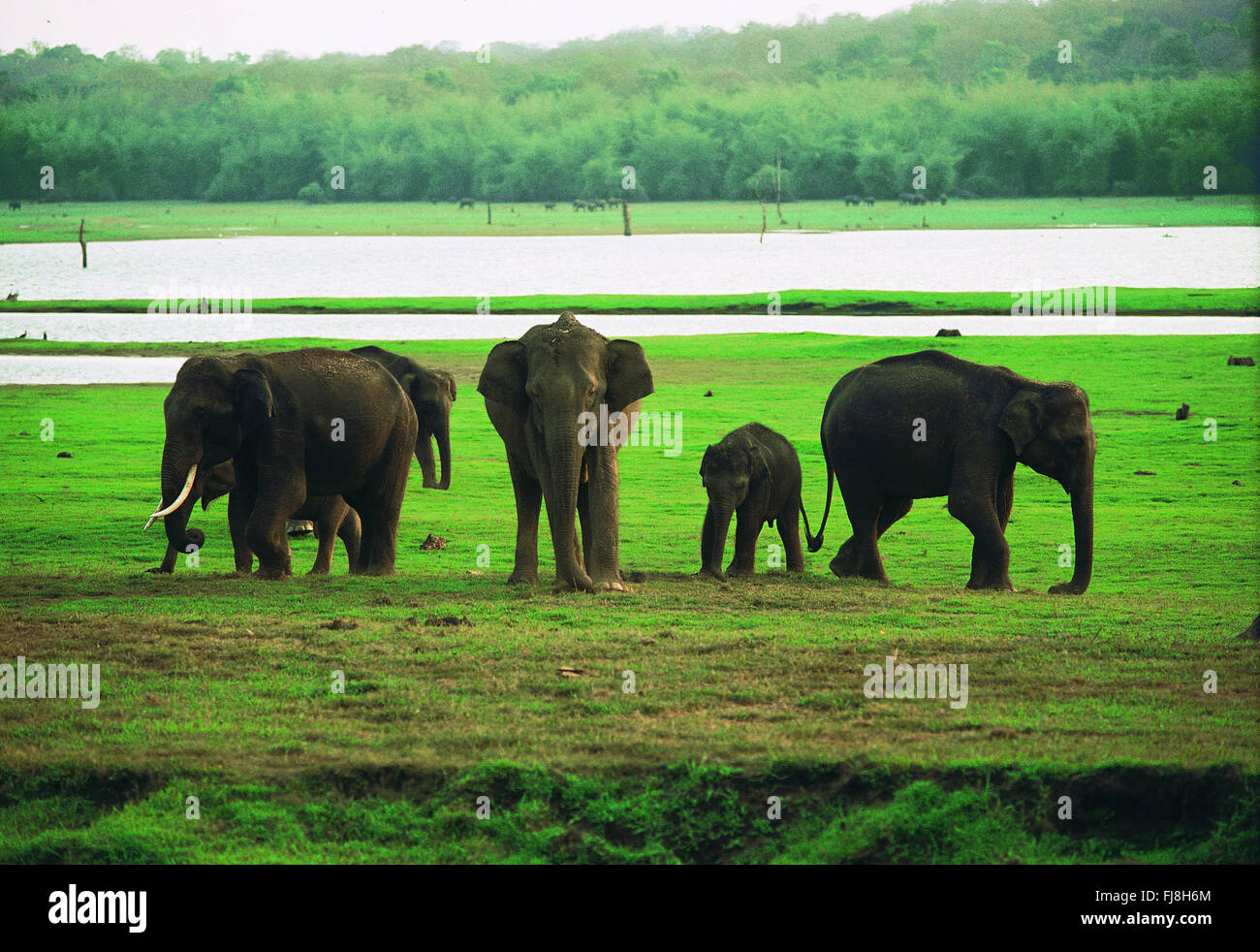 Elephants in kabini reservoir, Karnataka, india, asia Stock Photo