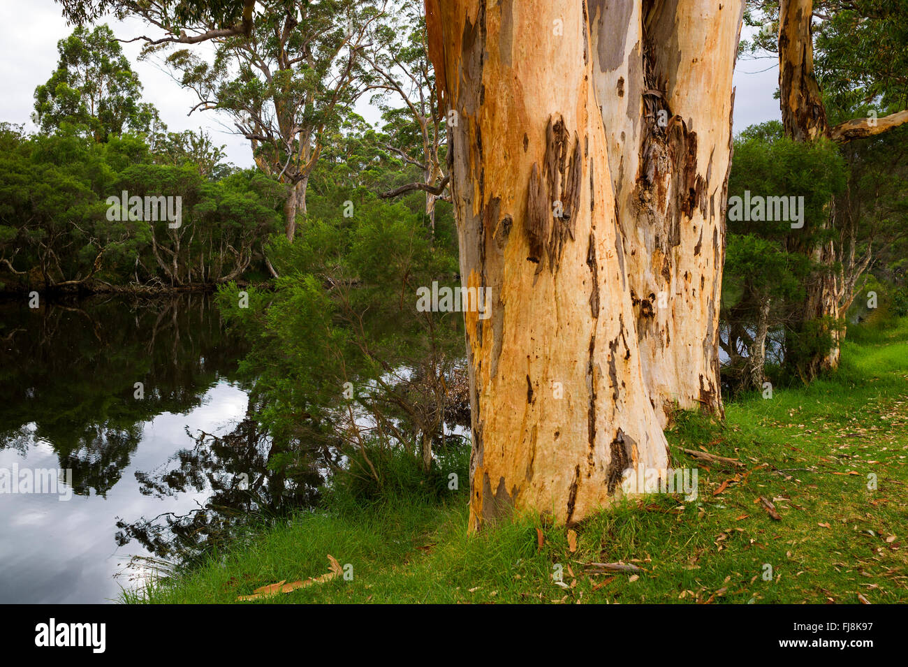 Denmark river western Australia tourist spot. Stock Photo