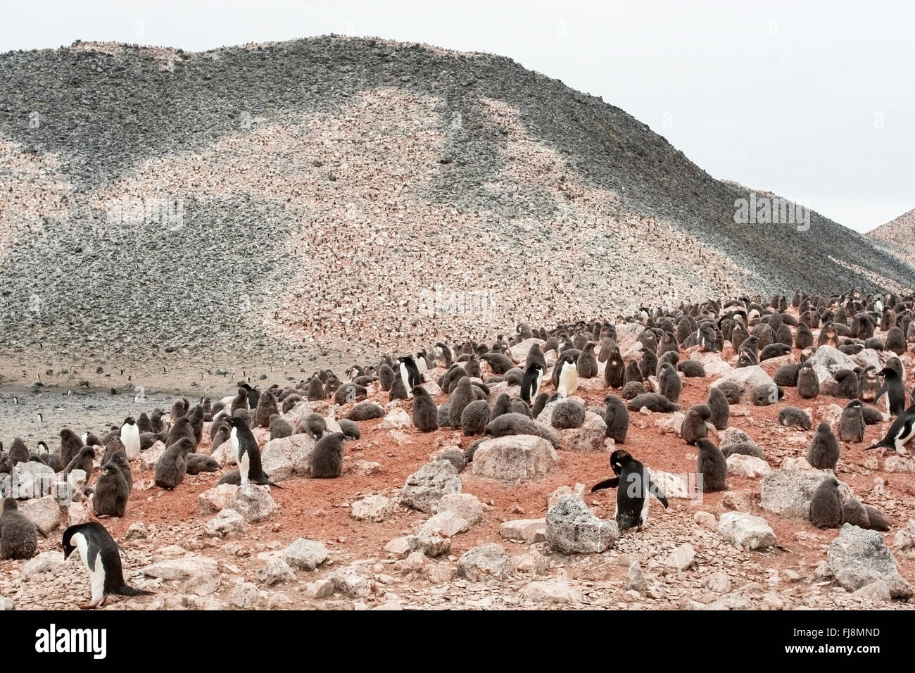 Adelie penguin (Pygoscelis adeliae) showing many adults and chicks in rookery with krill stained ground, Antarctica Stock Photo