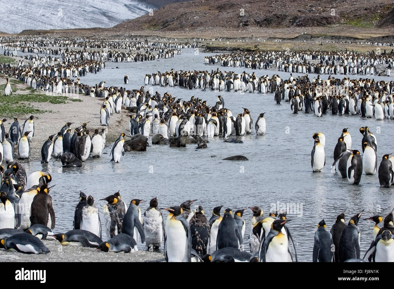 king penguin (Aptenodytes patagonicus) colony of adults at rookery