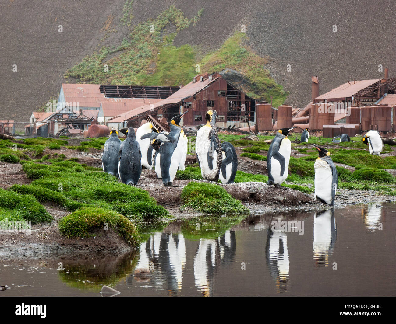 king penguin (Aptenodytes patagonicus) adults at colony with water on beach, and old sealing industry buildings South Georgia Stock Photo