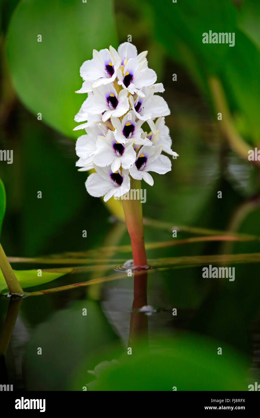 Water Hyacinth, blooming in water, Pantanal, Mato Grosso, Brazil, South America / (Eichhornia crassipes) Stock Photo