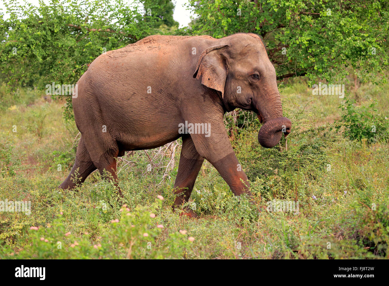 Sri Lankan Elephant, Asian Elephant, Udawalawe Nationalpark, Sri Lanka, Asia / (Elephas maximus maximus) Stock Photo