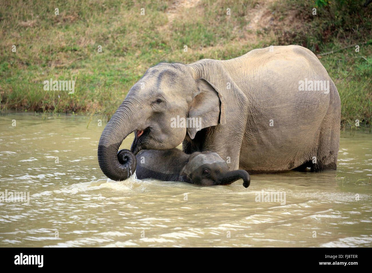 Sri Lankan Elephant, Asian Elephant, female with young, Yala Nationalpark, Sri Lanka, Asia / (Elephas maximus maximus) Stock Photo