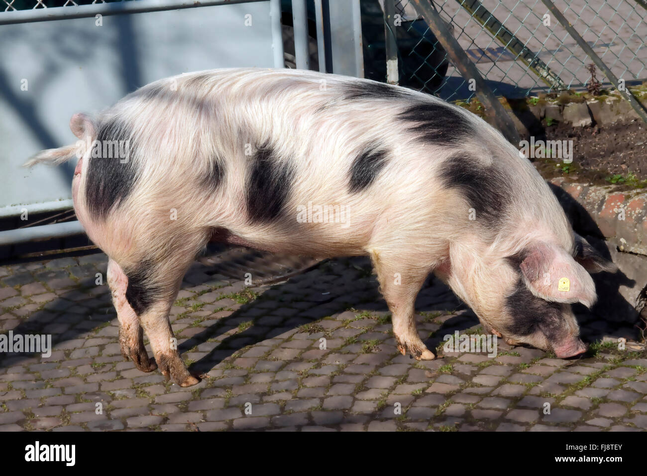 Buntes Bentheimer Schwein, Sus scrofa domesticus Stock Photo