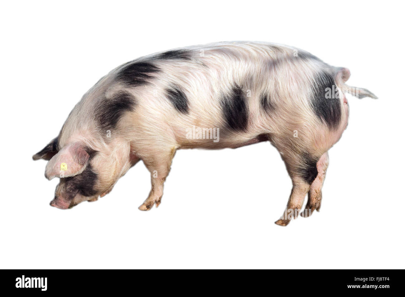 Buntes Bentheimer Schwein, Sus scrofa domesticus, Stock Photo