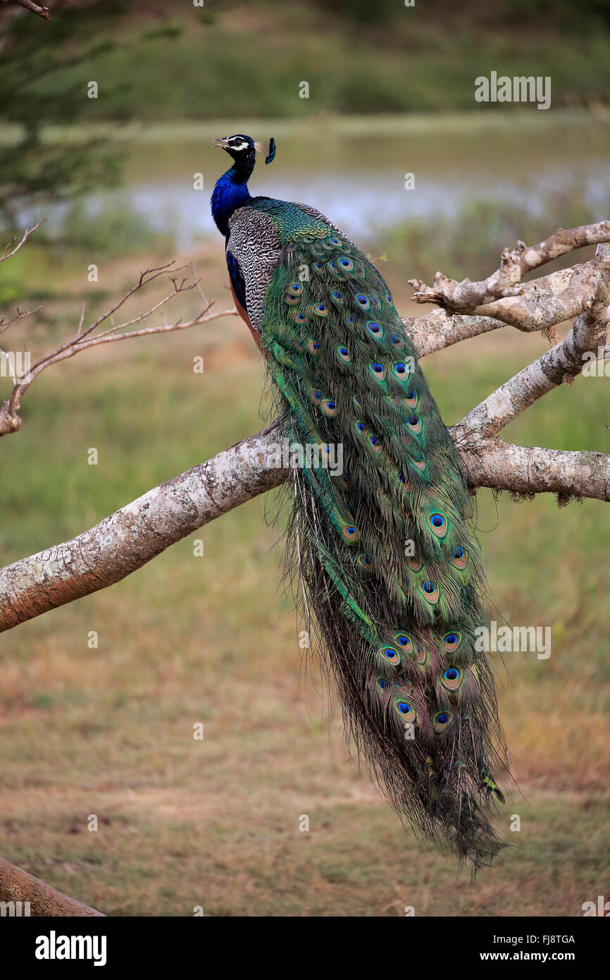 Indian Peafowl, adult male on branch calling, Bundala Nationalpark, Sri Lanka, Asia / (Pavo cristatus) Stock Photo