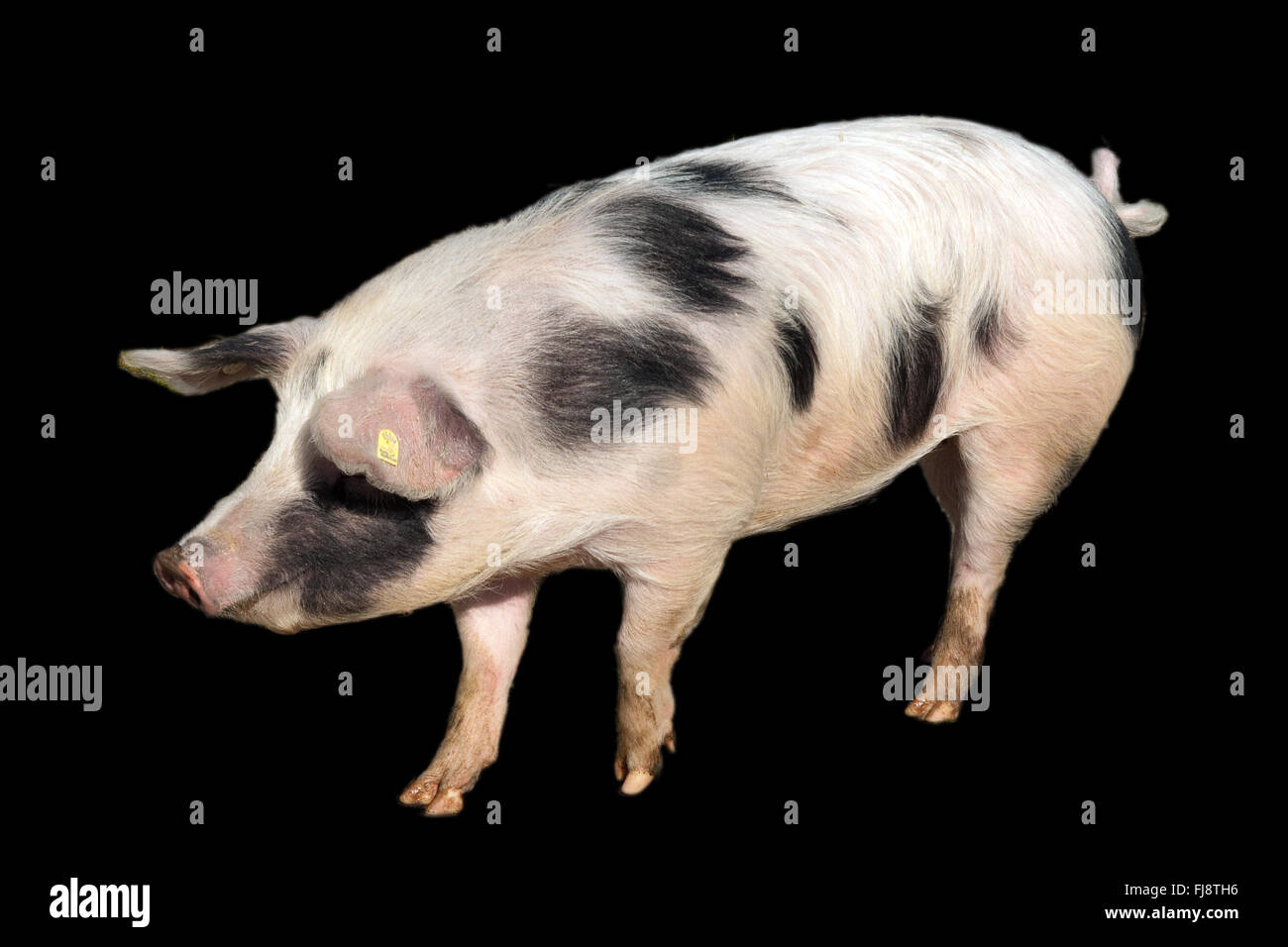 Buntes Bentheimer Schwein, Sus scrofa domesticus Stock Photo - Alamy