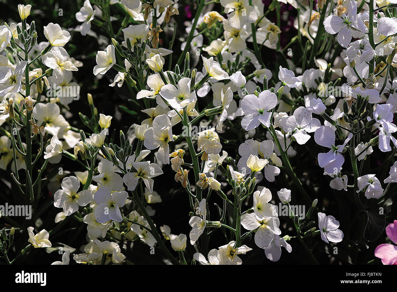 White flowering tree, india, asia Stock Photo