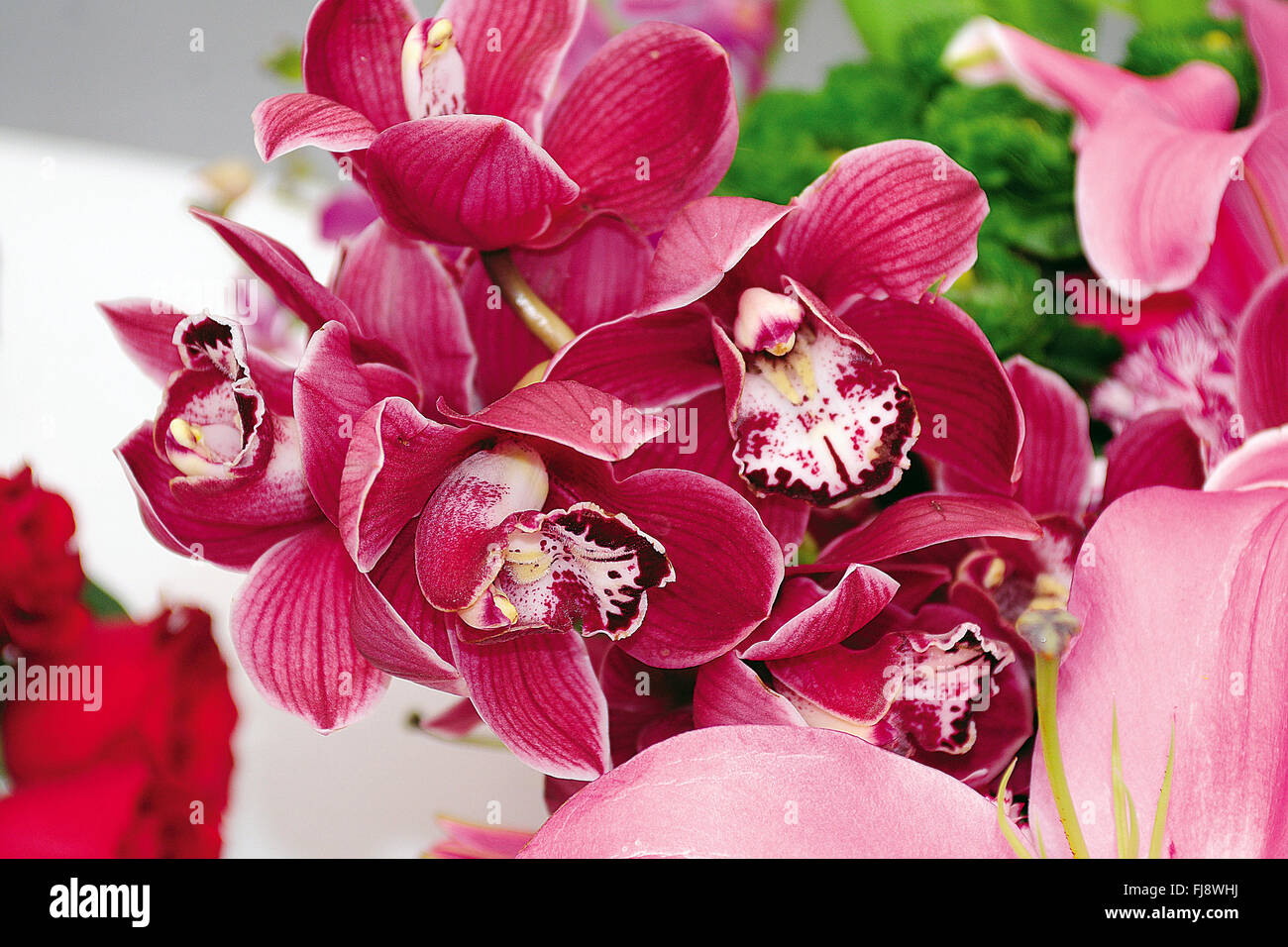 Slipper orchid, india, asia Stock Photo
